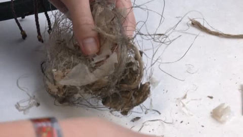 Los nidos se llenan de basura y pierden un tercio de sus crías Los nidos se llenan de basura y pierden un tercio de sus crías
