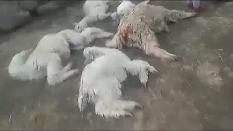 Mueren más de 25.000 alpacas en Perú por culpa del frío Mueren más de 25.000 alpacas en Perú por culpa del frío