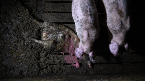 Dos cerdos junto a un cadáver en descomposición en una granja de Soria. Dos cerdos junto a un cadáver en descomposición en una granja de Soria.