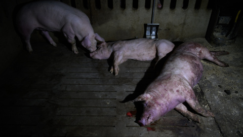Tres cerdos en condiciones insalubres en una granja de Huesca. Tres cerdos en condiciones insalubres en una granja de Huesca.