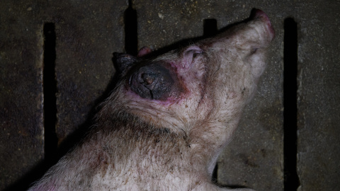 Un cerdo con las orejas mutiladas en una granja de Soria. Un cerdo con las orejas mutiladas en una granja de Soria.