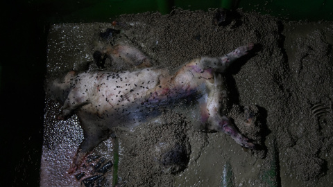 Un cerdo sin vida descomponiéndose en una granja de Soria. Un cerdo sin vida descomponiéndose en una granja de Soria.