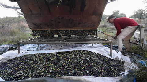Una persona recolecta aceitunas, en un olivar de Holguera (Cáceres) a 24 de noviembre de 2023, en Cáceres, Extremadura. Una persona recolecta aceitunas, en un olivar de Holguera (Cáceres) a 24 de noviembre de 2023, en Cáceres, Extremadura.