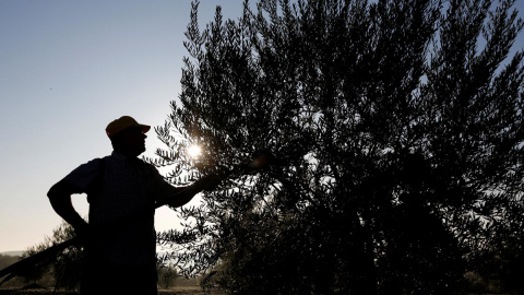 Un agricultor cosecha aceitunas en un olivar de Porcuna (Jaén). REUTERS/Marcelo del Pozo