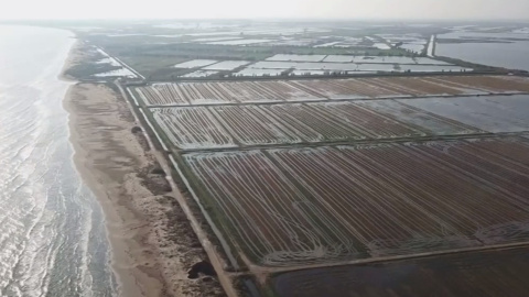 Arrossars inundats al Delta de l'Ebre. TV3