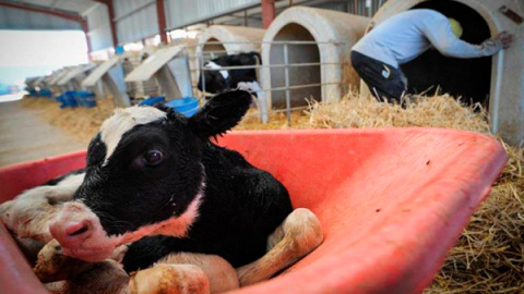 Un ternero separado de su madre en una granja. /Jo-anne McArthur (Igualdad Animal)