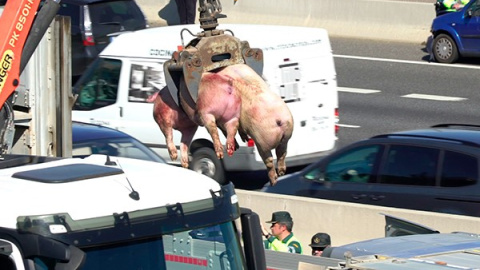 Una grúa recoge los cuerpos de varios cerdos muertos en un accidente de tráfico del camión ganadero que los transportaba hacia el matadero. (Igualdad Animal)