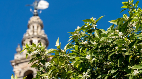 Flores de azahar en Sevilla. EP