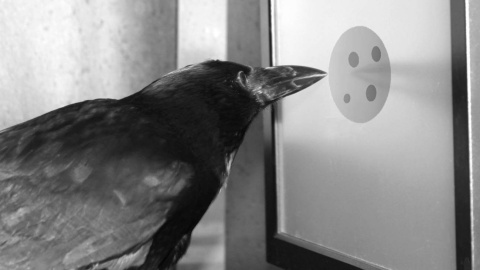 Un cuervo contando durante unos experimentos. / SINC