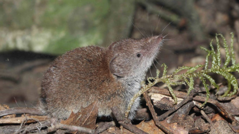La musaraña gris está repartida por toda la Península. / Ignasi Torre