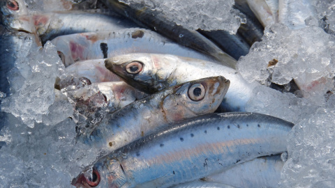 El 58% de las sardinas del Mediterráneo occidental ha ingerido microplásticos, según un estudio. / Pixabay