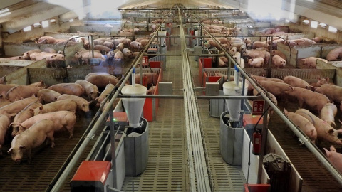 Imagen de archivo de una granja porcina.