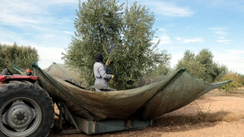 Pagesos collint olives en una finca de Maials.