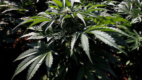Foto de archivo de una planta de marihuana, en Jalisco (México). / ULISES RUIZ (EFE)