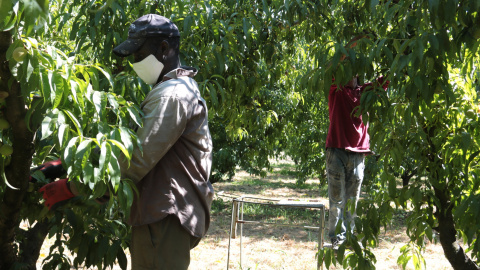 Dos temporers esclarint préssecs en una finca agrària de Torres de Segre, el 2020.