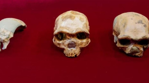 Vista de un cráneo del Hombre de Peking Man; uno de Maba; de Jinniusha, de Dali y de Harbin