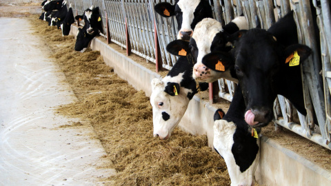 Vaques en una granja de Malla, a Osona.