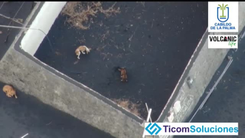 Movilización para rescatar a tres perros atrapados en La Palma