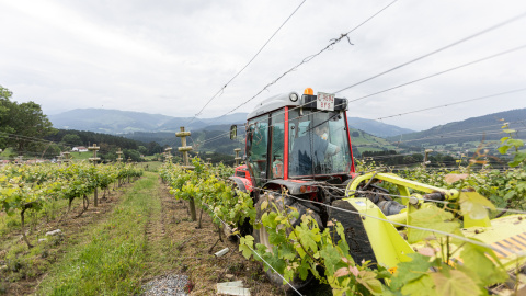 Un trabajador montado en un tractor trabaja en los viñedos.