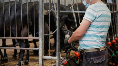 Un trabajador de la empresa Suerte Ampanera, dedicada a la explotación racional y ecológica de la tierra ordeña a las cabras en un establo, en Colmenar Viejo, Madrid a 25 de mayo de 2020