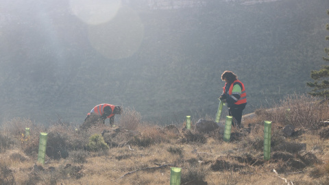 Imagen de las tareas de repoblación en el término municipal de Ejulve, en Teruel, en una zona de Montes de Utilidad Pública (MUP).