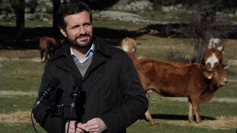 El presidente nacional del PP, Pablo Casado, este viernes en una visita a una explotación ganadera en Navas del Marqués (Ávila).