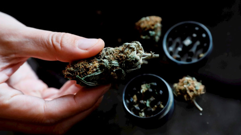 Unos 3,2 millones españoles consume habitualmente cannabis y, a pesar de la legislación prohibicionista, su uso no ha parado de crecer en los últimos 25 años.