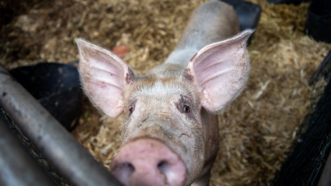 Un cerdo, en el centro de acogida temporal para animales de granja de El Paso, a 6 de noviembre de 2021, en El Paso, La Palma, Canarias.