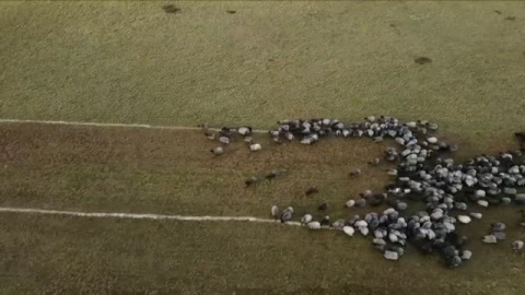 700 ovejas forman una enorme vacuna en Alemania 700 ovejas forman una enorme vacuna en Alemania