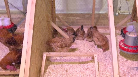 Colas en El Prat de Llobregat para conocer al pollo de pata azul Colas en El Prat de Llobregat para conocer al pollo de pata azul