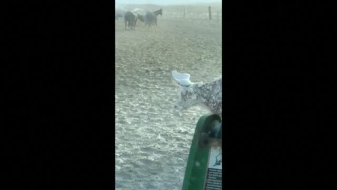 Un rancho en Dakota del Sur amanece sepultado por la nieve Un rancho en Dakota del Sur amanece sepultado por la nieve