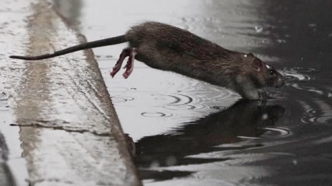 Nueva York: En busca del mejor "matarratas" Nueva York: En busca del mejor "matarratas"