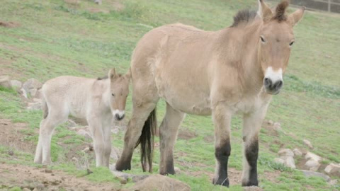 Nace de vientre equino "de alquiler" un caballo de Przewaski con ADN clonado Nace de vientre equino "de alquiler" un caballo de Przewaski con ADN clonado