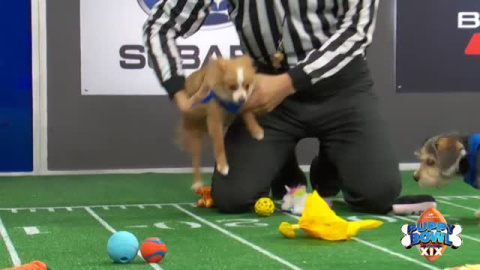 En la previa de la Super Bowl llega la Puppy Bowl En la previa de la Super Bowl llega la Puppy Bowl