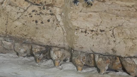 Hallan el cráneo de un cachalote de hace 7 millones de años Hallan el cráneo de un cachalote de hace 7 millones de años