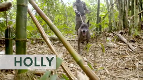 Se busca familia para Holly Se busca familia para Holly