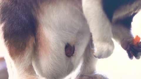Nace un canguro de una especie en peligro de extinción en un zoo inglés Nace un canguro de una especie en peligro de extinción en un zoo inglés