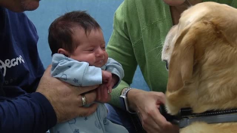 Un perro guía entra por primera vez en una unidad de neonatos Un perro guía entra por primera vez en una unidad de neonatos