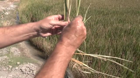 El cambio climático encarecerá el precio de los alimentos El cambio climático encarecerá el precio de los alimentos