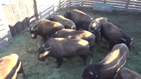 Trasladan media docena de bisontes a las grandes praderas Trasladan media docena de bisontes a las grandes praderas