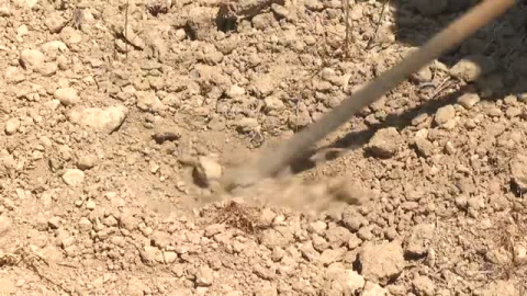 La sequía afecta cada día a más cultivos en España La sequía afecta cada día a más cultivos en España