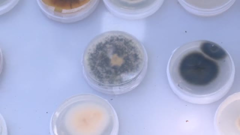 Los proyectos científicos que tratan de hacer compatible la agricultura y la sequía Los proyectos científicos que tratan de hacer compatible la agricultura y la sequía