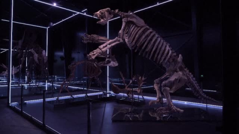 Un Allosaurus de nueve metros de largo saluda a los visitantes en Dinamarca Un Allosaurus de nueve metros de largo saluda a los visitantes en Dinamarca