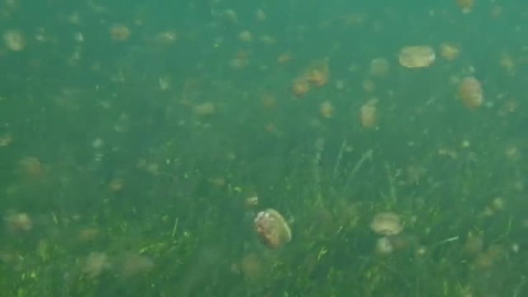 Proliferación de medusas 'huevo frito' en el Mar Menor Proliferación de medusas 'huevo frito' en el Mar Menor