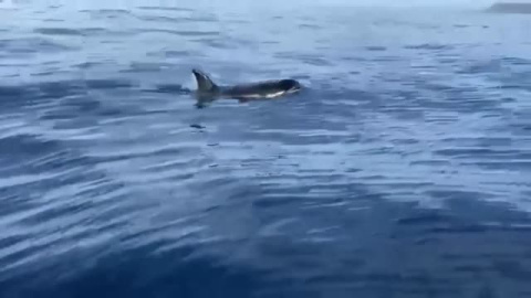 Un pescador de Cádiz no tiene ningún miedo a meterse en el agua con orcas y jugar con ellas Un pescador de Cádiz no tiene ningún miedo a meterse en el agua con orcas y jugar con ellas