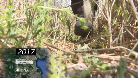 La sequía amenaza el segundo humedal de Cataluña La sequía amenaza el segundo humedal de Cataluña