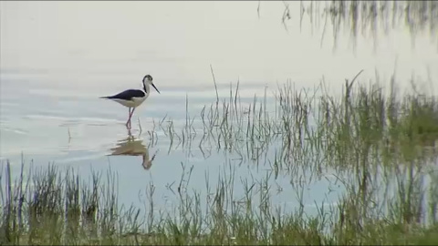 ¿Por qué es tan importante Doñana? Cuatro razones clave para protegerla ¿Por qué es tan importante Doñana? Cuatro razones clave para protegerla