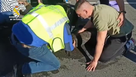 Abandonan a sus perros en el maletero del coche y dos animales fallecen Abandonan a sus perros en el maletero del coche y dos animales fallecen