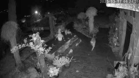 Una manada de perros atemoriza a los vecinos de un pueblo pontevedrés Una manada de perros atemoriza a los vecinos de un pueblo pontevedrés