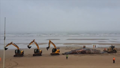 Retiran una ballena muerta tras varar en la costa británica Retiran una ballena muerta tras varar en la costa británica